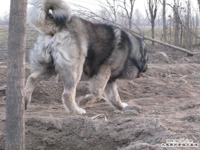 Ƭ20101131 106.jpg