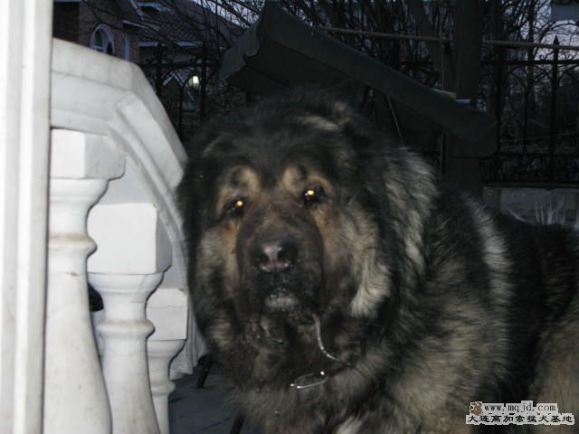 Ƭ20101131 124.jpg