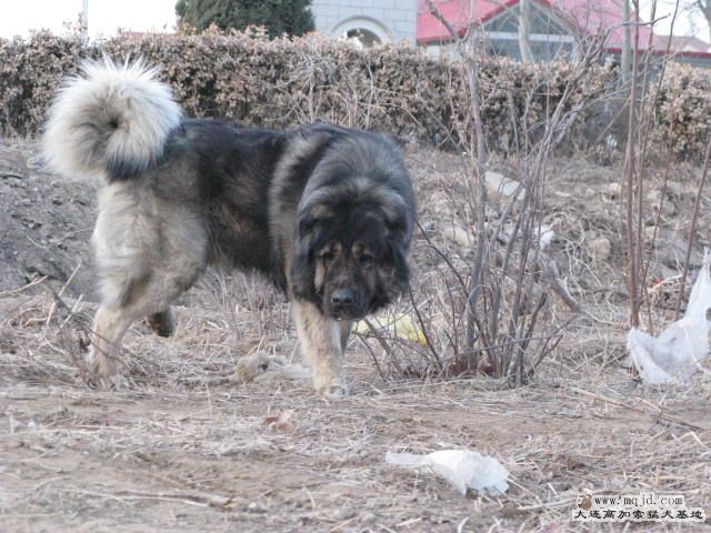 Ƭ20101131 115.jpg