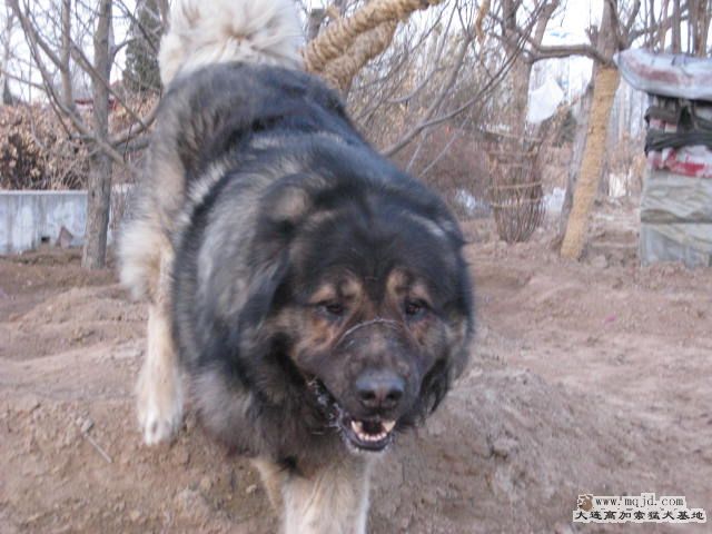 Ƭ20101131 119.jpg