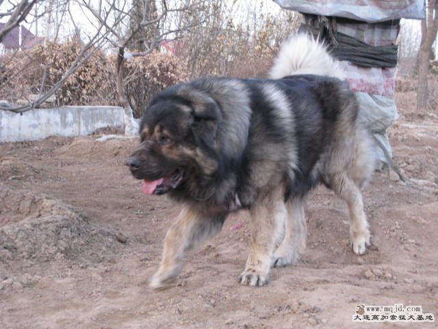 Ƭ20101131 118.jpg