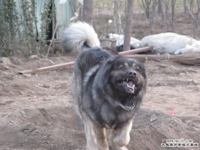 Ƭ20101131 108.jpg