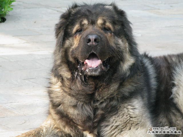 Ƭ20101131 1.jpg