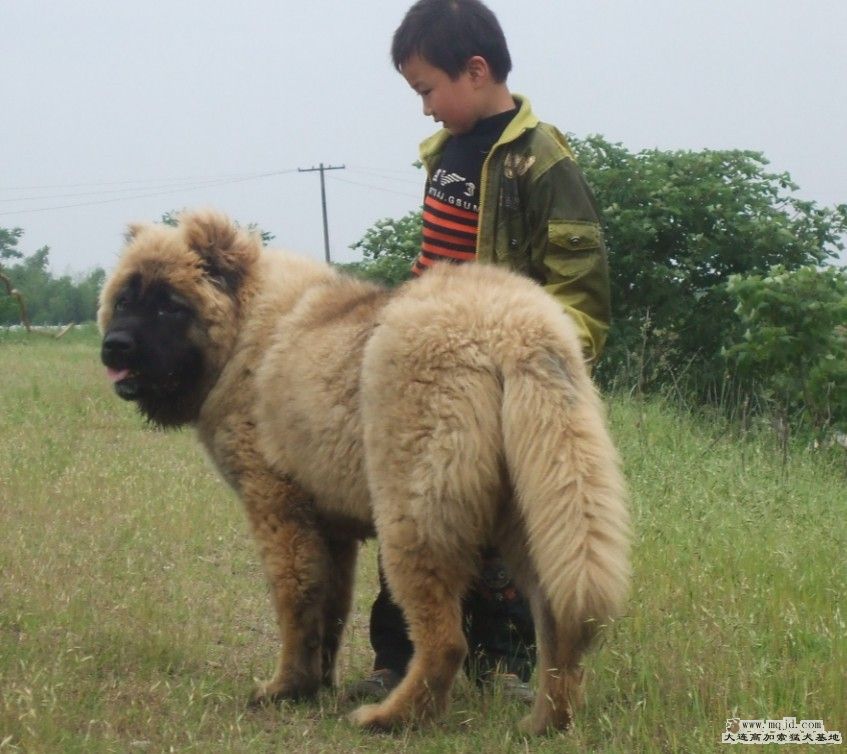 88 64 cm 6.jpg