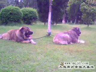 IMG0329A.jpg