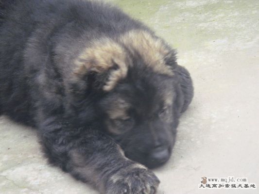 DSC00699_С.JPG