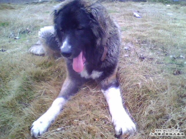 IMG0215A.jpg