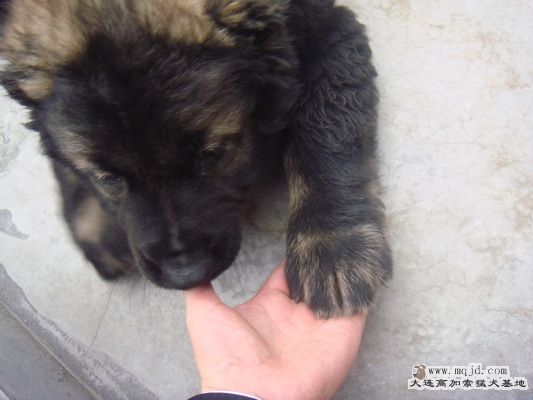DSC00708_С.JPG