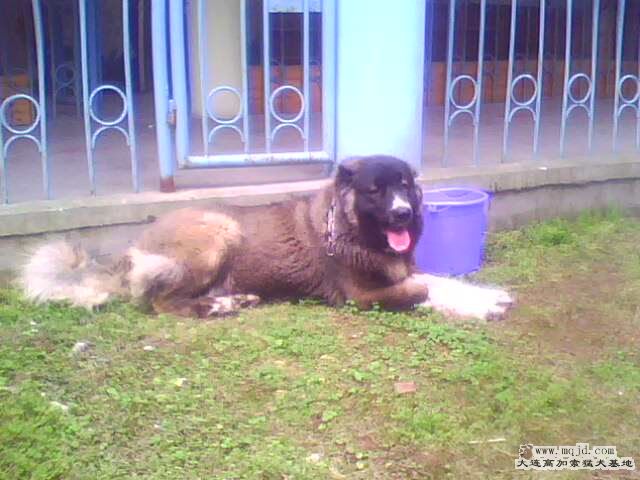 IMG0355A.jpg