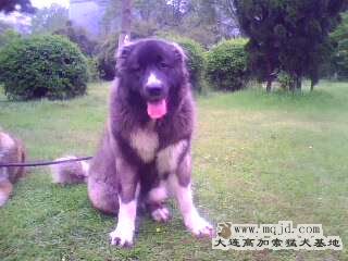 IMG0331A.jpg