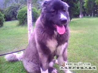 IMG0333A.jpg