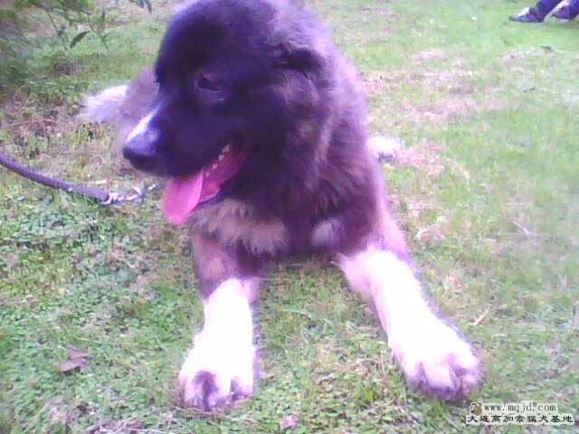IMG0351A.jpg