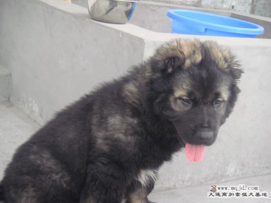 DSC00716_С.JPG