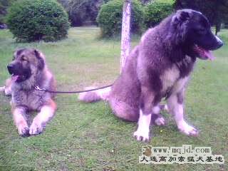 IMG0334A.jpg