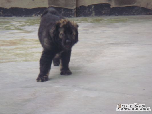 DSC00666_С.JPG