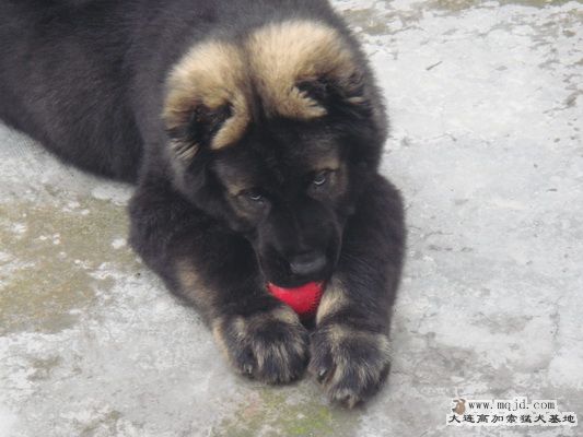 DSC00736_С.JPG
