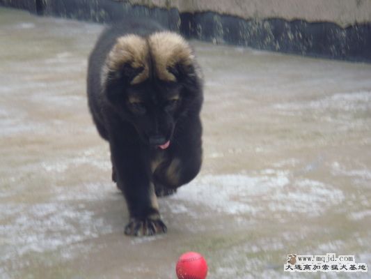 DSC00732_С.JPG
