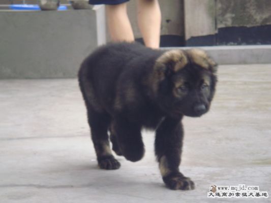 DSC00740_С.JPG