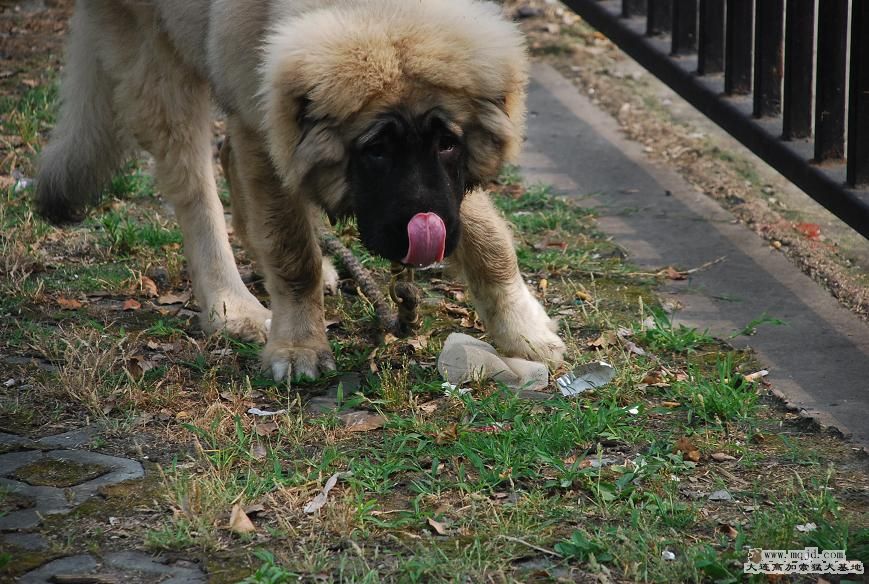 DSC_0136.JPG