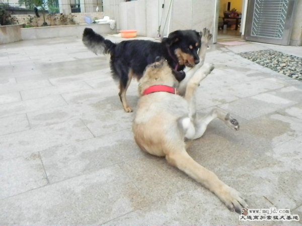 ʼ