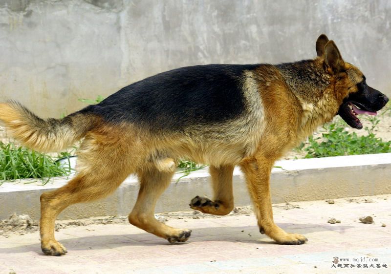 _IGP5190.jpg