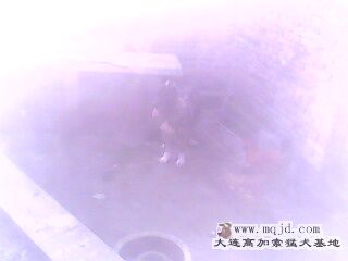 IMG0097A.jpg