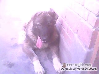 IMG0095A.jpg