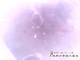 IMG0096A.jpg