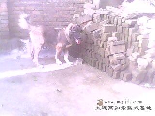 IMG0105A.jpg