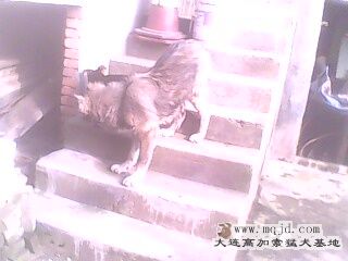 IMG0101A.jpg