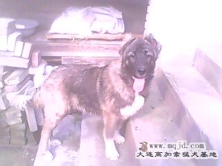 IMG0103A.jpg