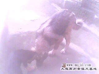 IMG0100A.jpg