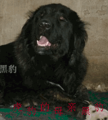 3.gif
