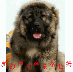 2.gif