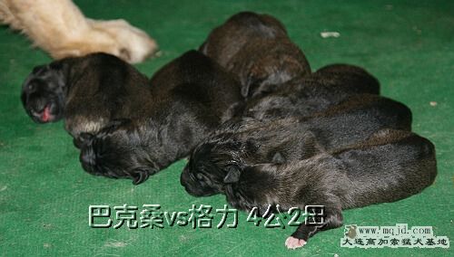 IMG_1517.JPG