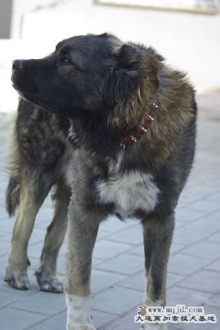 _IGP6365_СС_СС.JPG