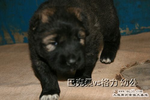 IMG_2663.JPG