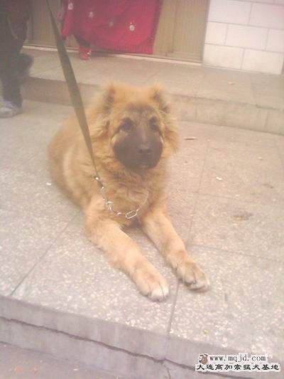 ת IMG0130A.jpg.jpg