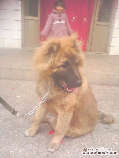 ת IMG0134A.jpg.jpg