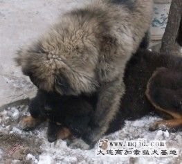 20110215.jpg