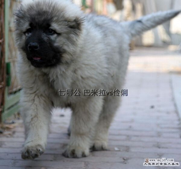 IMG_5008_tmp_copy.JPG