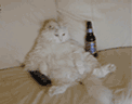 293.gif