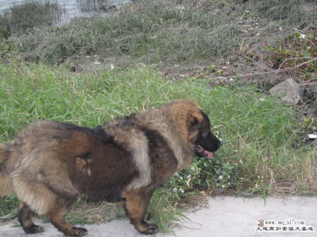 Ƭ 017.jpg