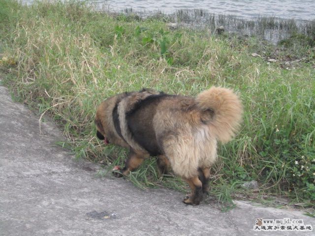 Ƭ 016.jpg