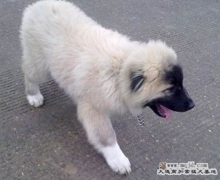 󲡳ŵŵ.jpg