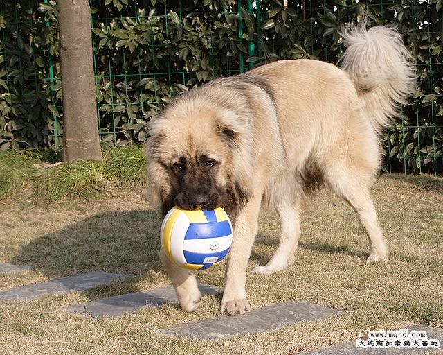 20100110_7cca1a4a0563de6059a96aQhrj9O3Laa.jpg
