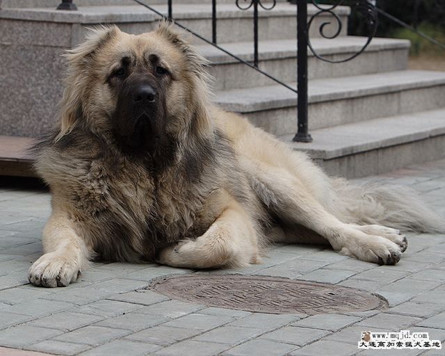 20100129_a2061a185717ebed52ecQF2EbyC0zQF6.jpg
