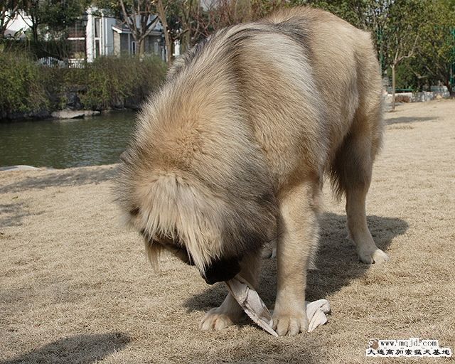 20100215_0113f70a82df261a2326kdtaTM1qwz3b.jpg