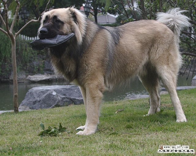20091128_51c68b608e9b4f56115856qqSEr0woDi.jpg