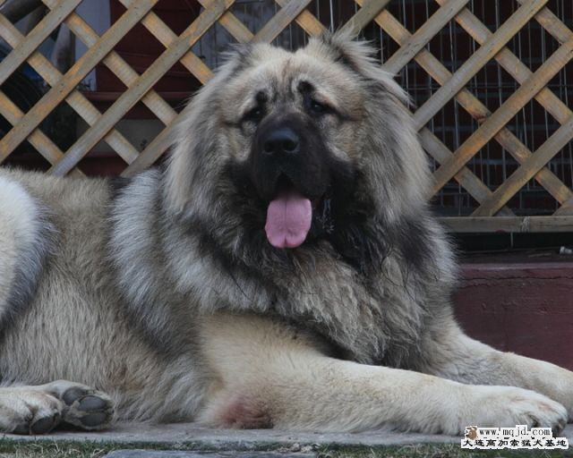 20100328_b1e0df60b6e51081b4a7MnIBu7Usorea.jpg